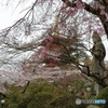 高幡不動尊金剛寺の桜