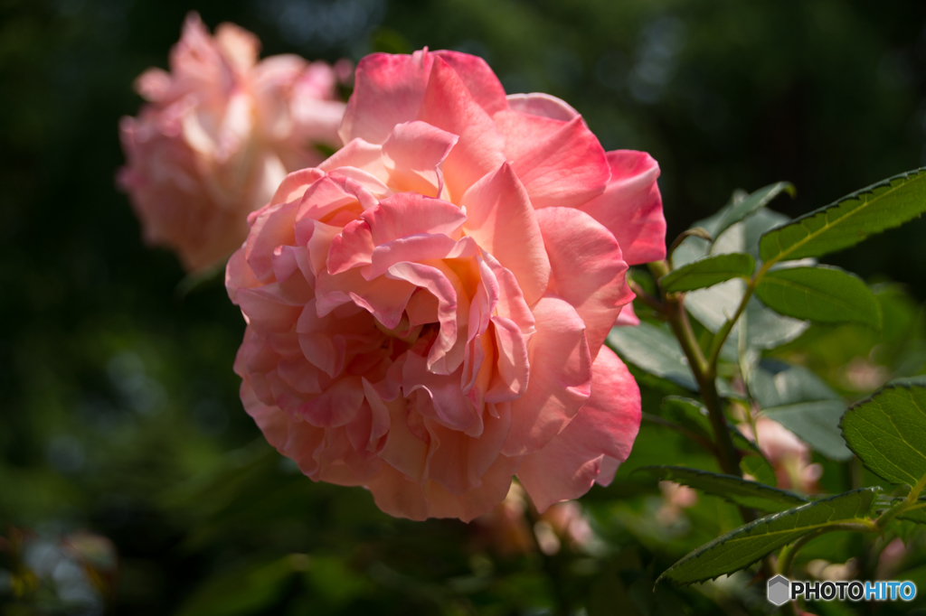 20160521-DSC_7447