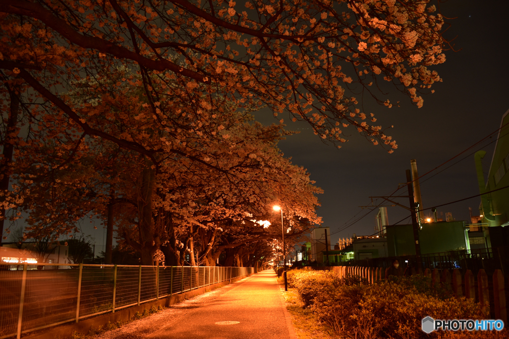 夜桜穴場