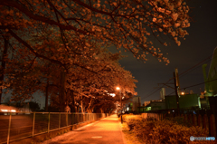 夜桜穴場