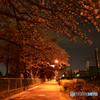 夜桜穴場