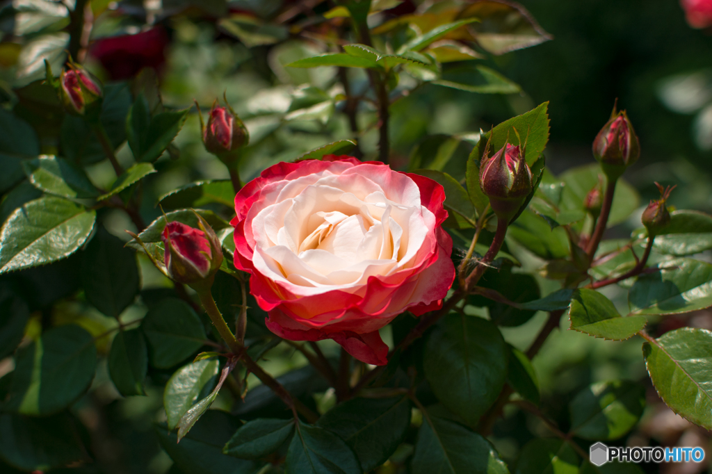 20160521-DSC_7339