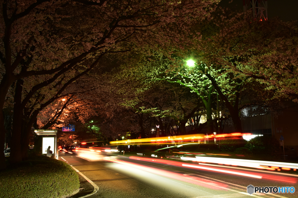 桜並木