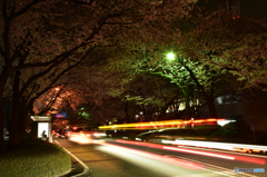 桜並木