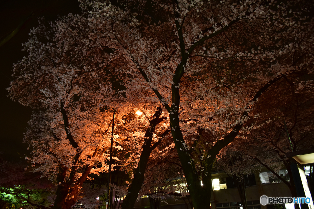 夜桜