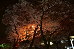 夜桜