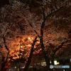 夜桜