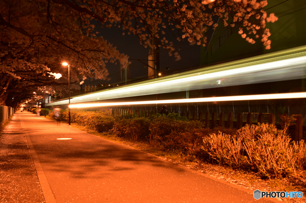 夜桜と超特急相模線