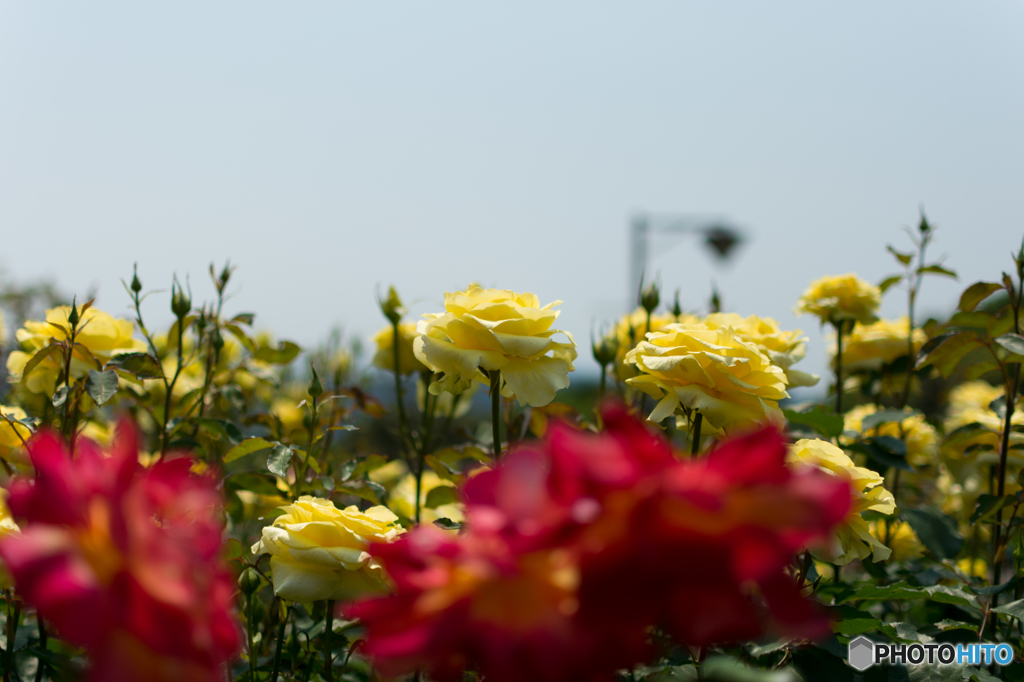 20160521-DSC_7411