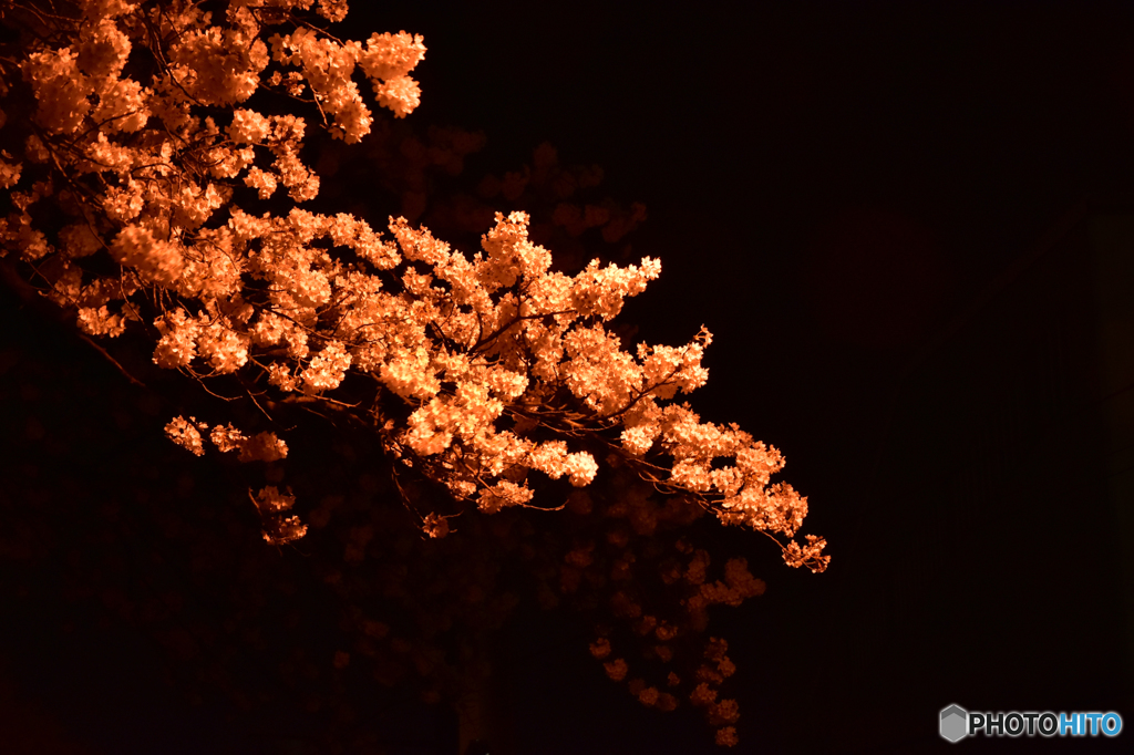 夜桜