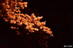 夜桜