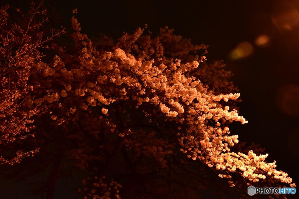 20160406-DSC_8779
