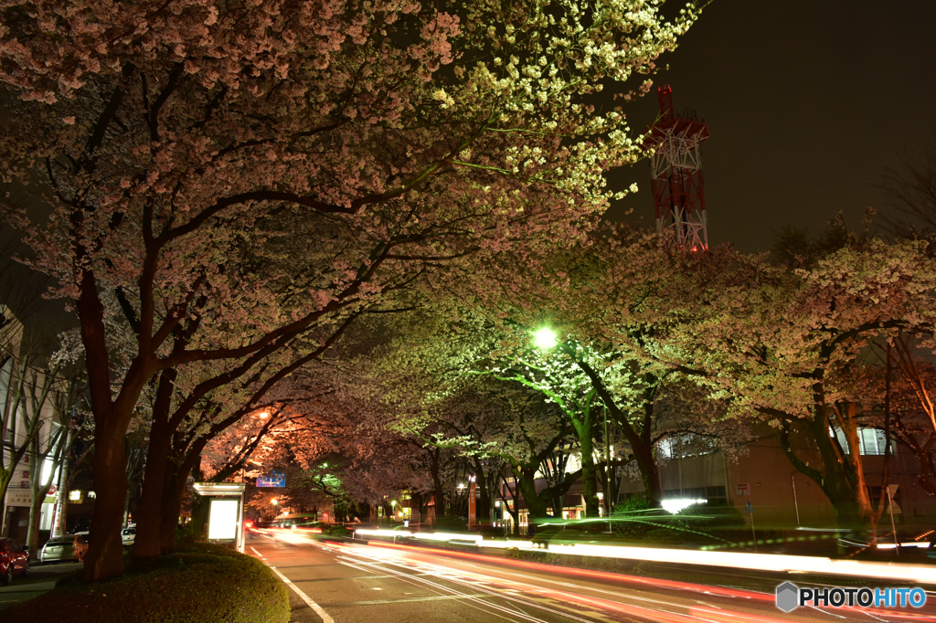 桜並木