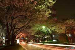 桜並木