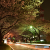 桜並木