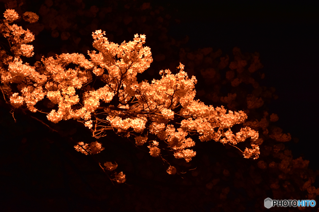 夜桜