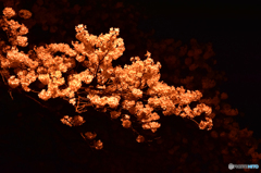 夜桜