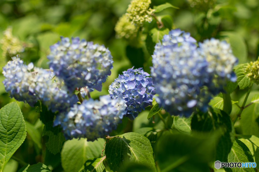 20160521-DSC_7428