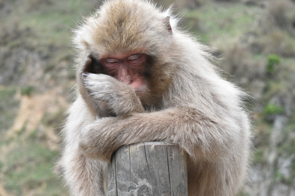 地獄谷野猿公苑にて