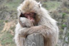 地獄谷野猿公苑にて