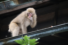 箱根猿