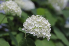 紫陽花