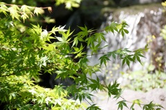 昭和記念公園