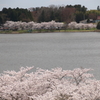 平筒沼の桜