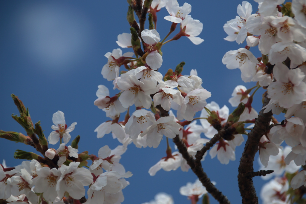 平筒沼の桜