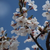 平筒沼の桜