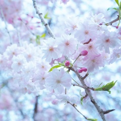 あたらしいきもち