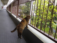 ねこと新緑
