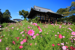 秋桜～般若寺～