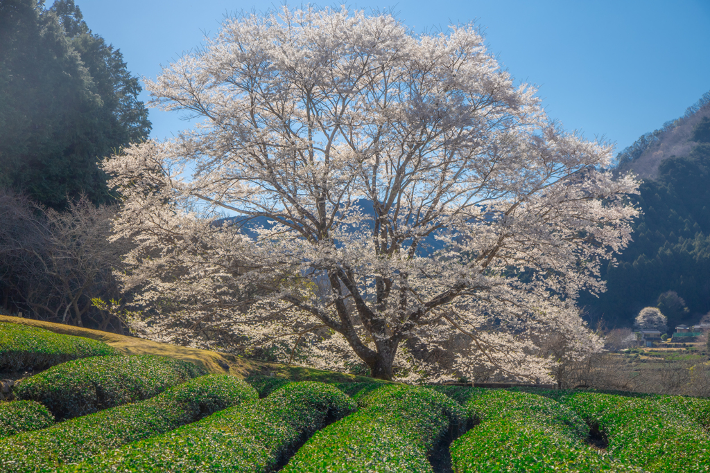 ～淡墨桜～