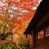 紅色