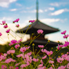 ～秋桜　2018～
