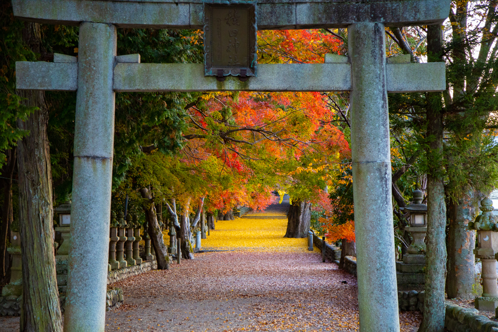 鳥居の向こうは秋の彩