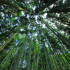 休日の森林浴
