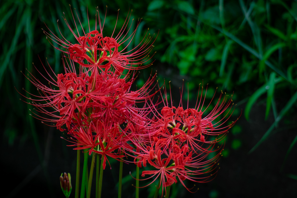 天界に咲く花～曼珠沙華～