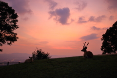 若草山から街の夕暮れを望む・・・鹿