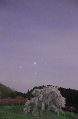 新月の夜の又兵衛桜