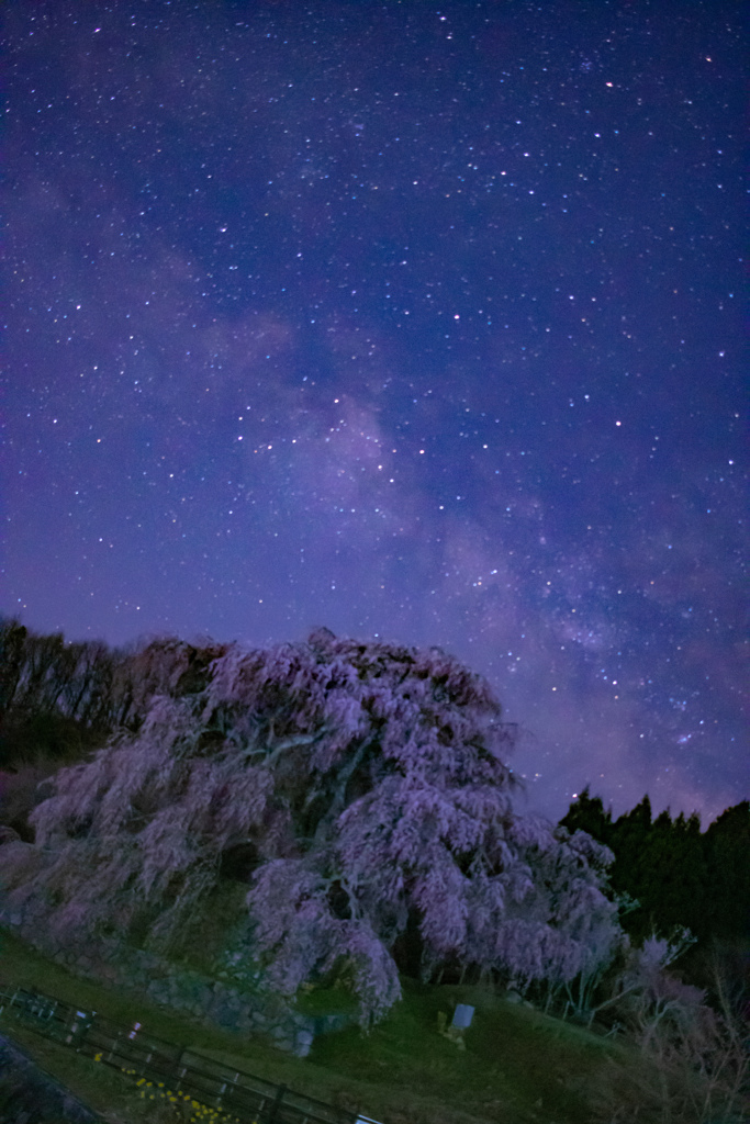 夜桜又兵衛❀