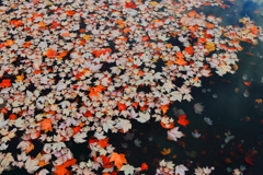 秋色水面