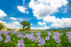 ホテイアオイと夏の空