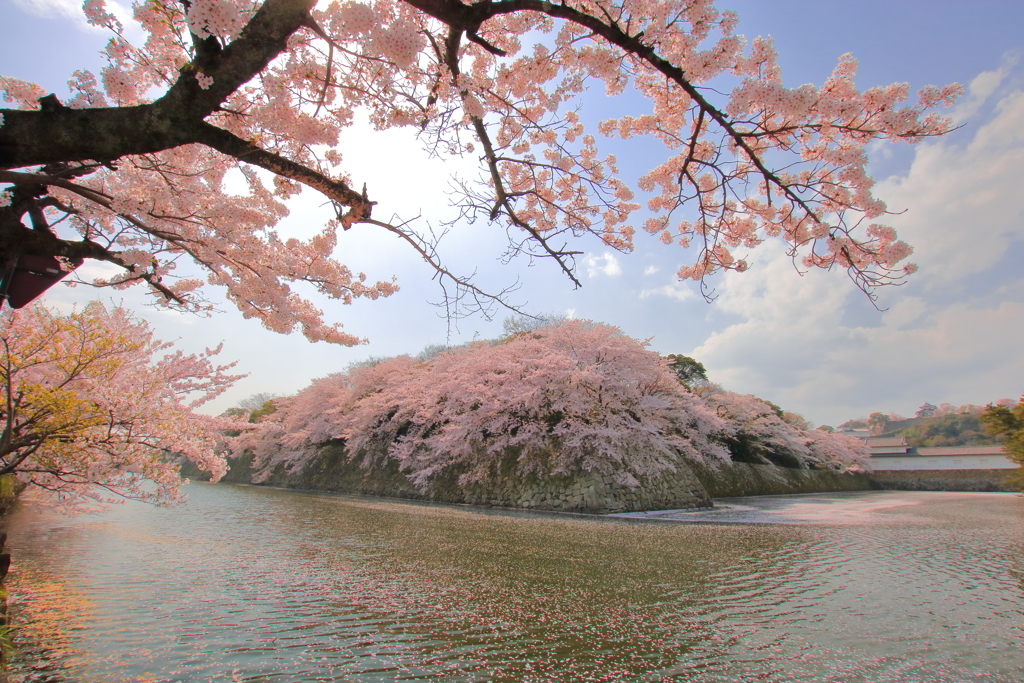 ～　桜舞う　～