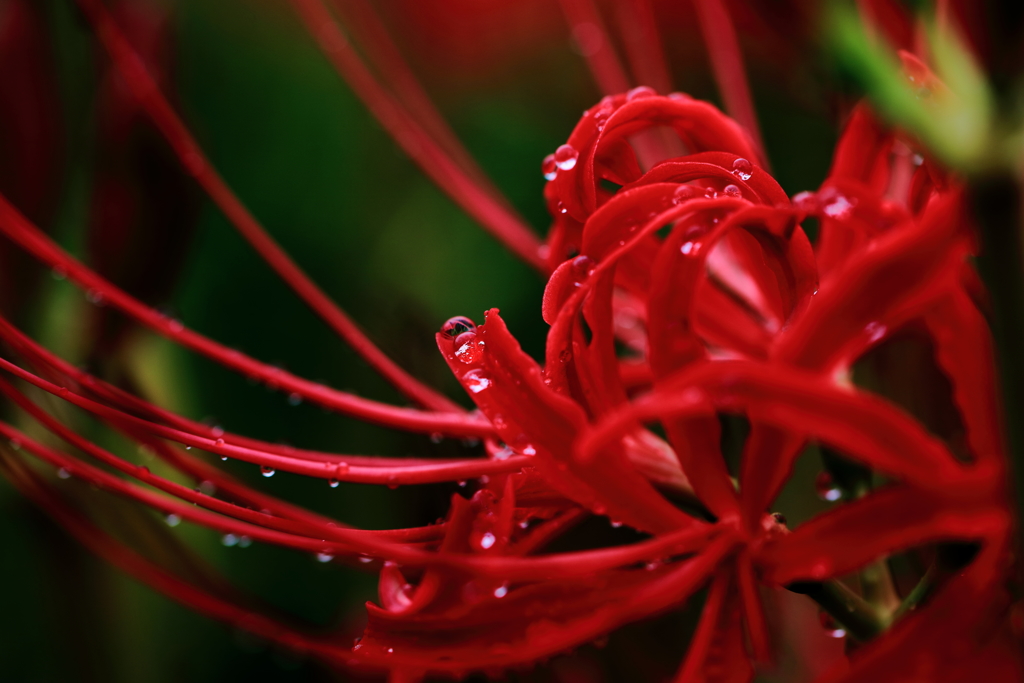 綺麗な花には毒がある？