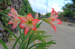 竹富島　サンゴの道に咲く花