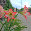 竹富島　サンゴの道に咲く花