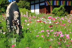 コスモスに包まれて～般若寺～