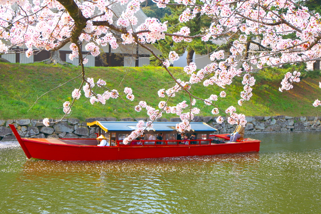 ～お花見日和～